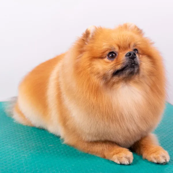 Jakie choroby występują u psa szpic miniaturowy?