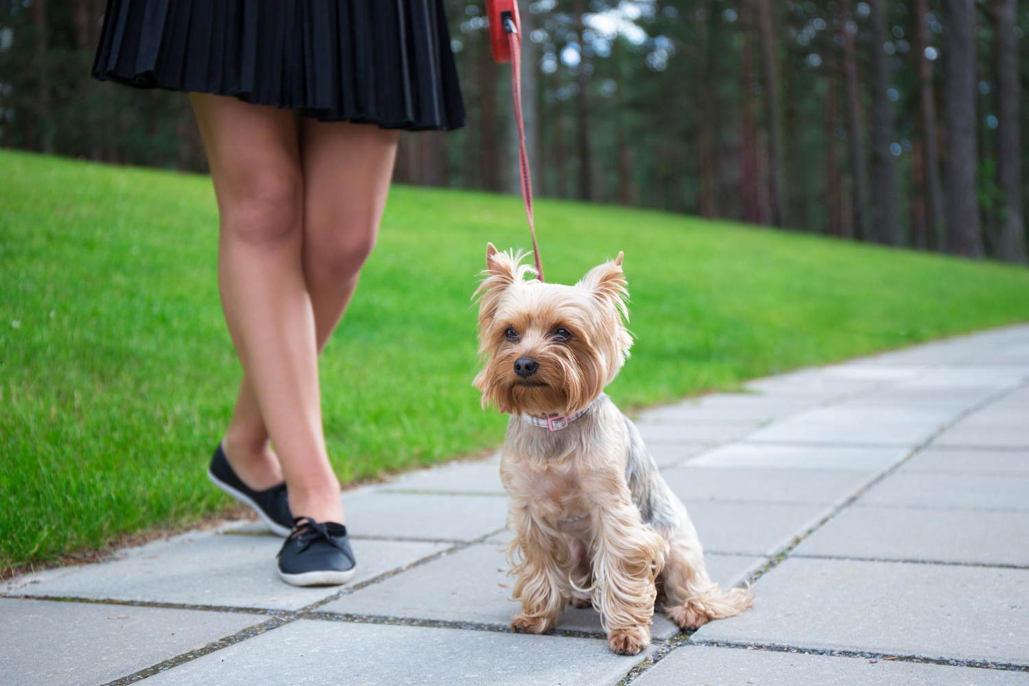 Yorkshire terrier hodowla - jak szukać?